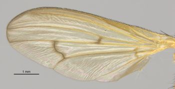 Media type: image;   Entomology 13221 Aspect: Wing, front